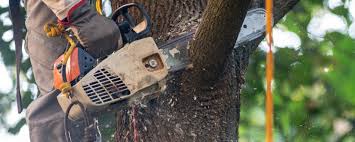 Best Storm Damage Tree Cleanup  in Uintah, UT