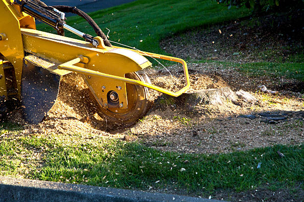 Why Choose Our Tree Removal Services in Uintah, UT?